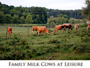 family milk cows